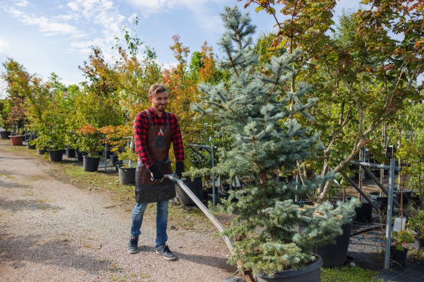 Calumet City, IL  Tree Services Company