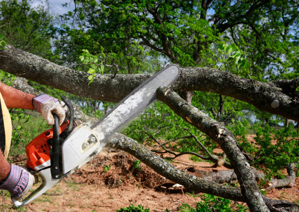 How Our Tree Care Process Works  in  Calumet City, IL